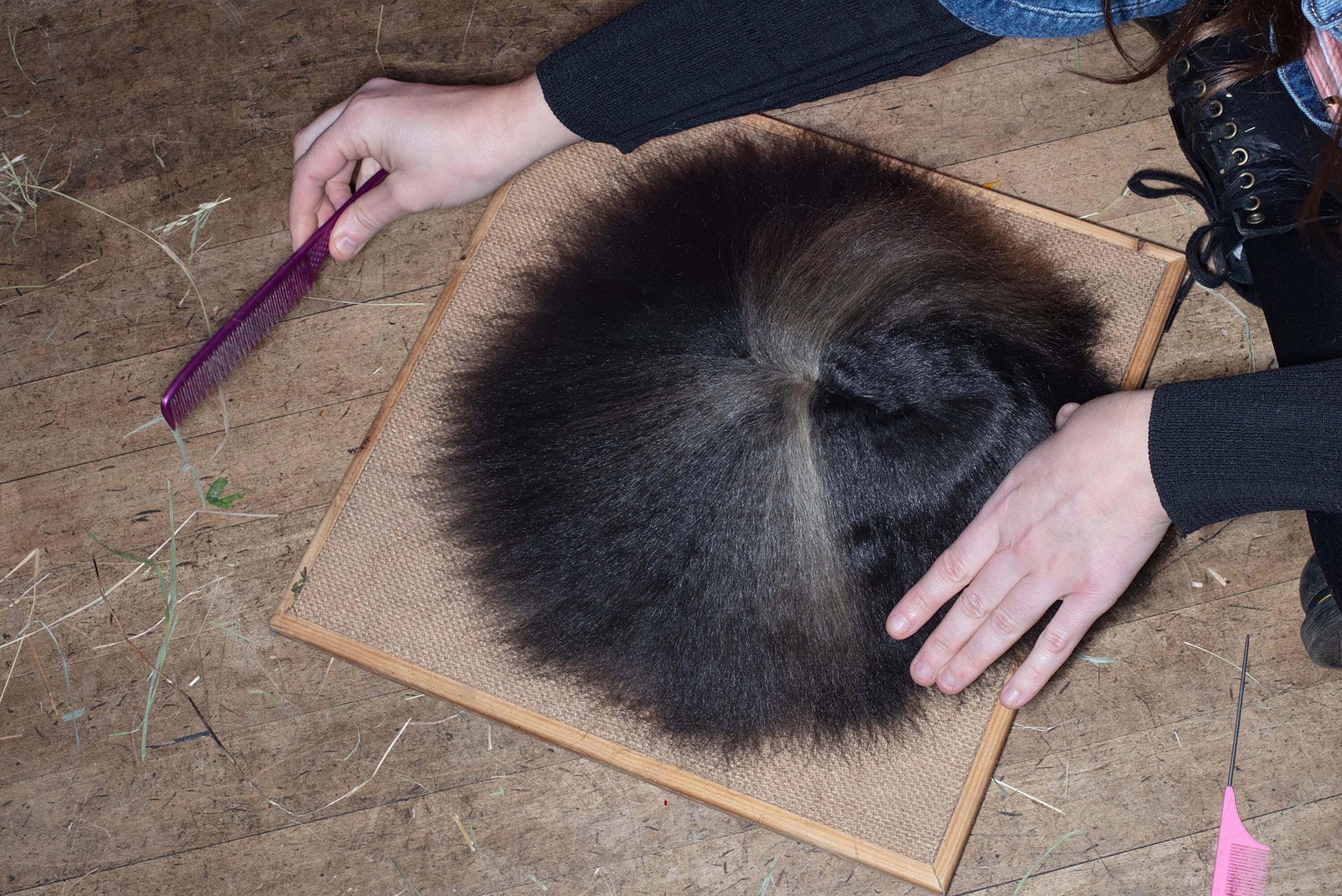 wrenagency_lukestephenson_guineapigs_3