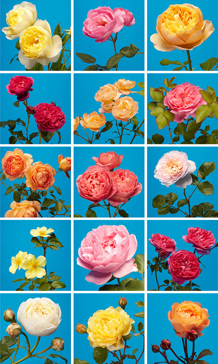 wrenagency_lukestephenson_rose-grid