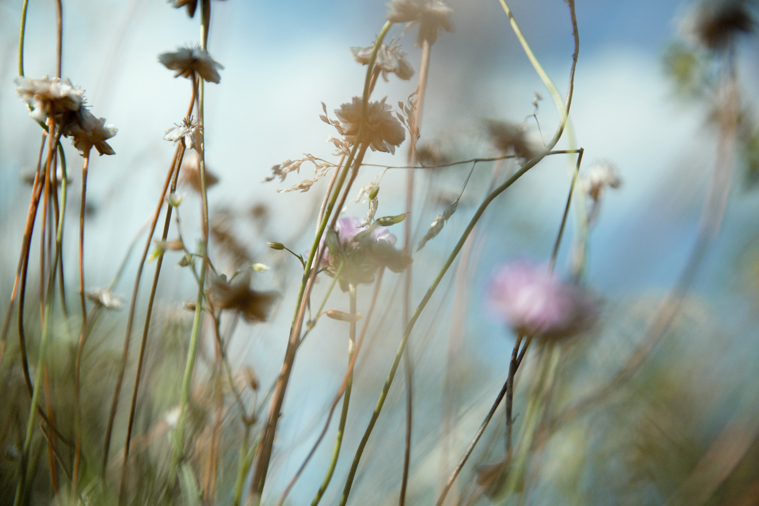 WREN_Marcus Palmqvist_Vectura_L8A9702